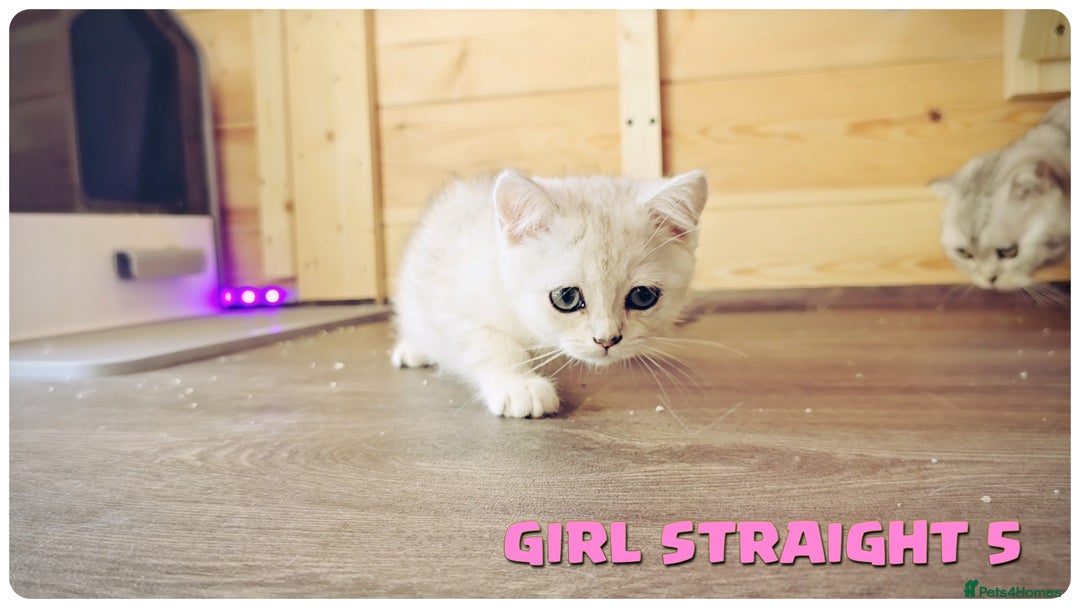 Scottish Fold cats for sale: Scottish Fold Kittens (Delivery  available) - Image 18