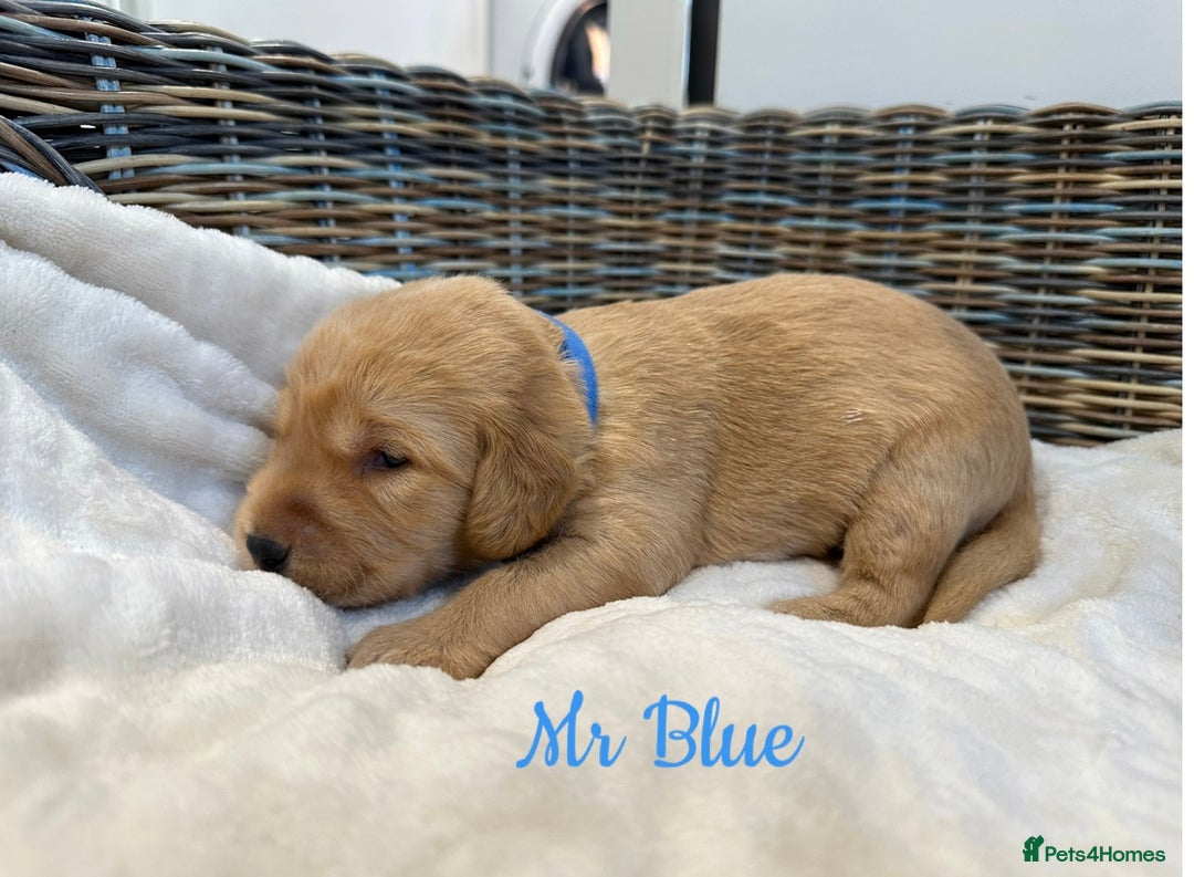 Labradoodle dogs for sale: ⭐️Fully Health Tested F1 Miniature Labradoodles - Advert 6