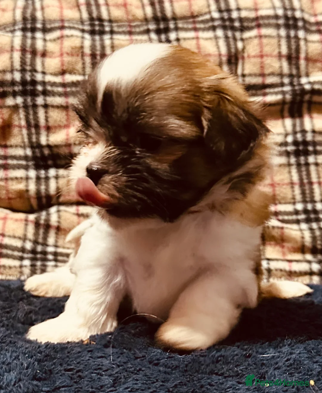 Shih Tzu dogs for sale: Shih tzu puppies ready to go  - Advert 4