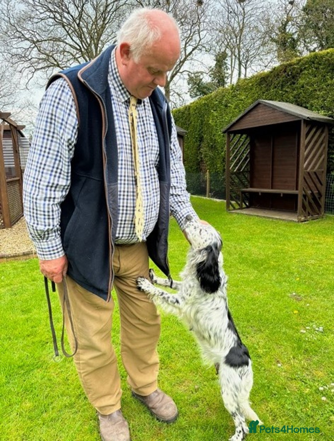 Cocker Spaniel dogs for sale: Two cocker spaniel litters - Image 2