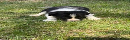 Border Collie dogs for sale: Border collie puppies  - Advert 28