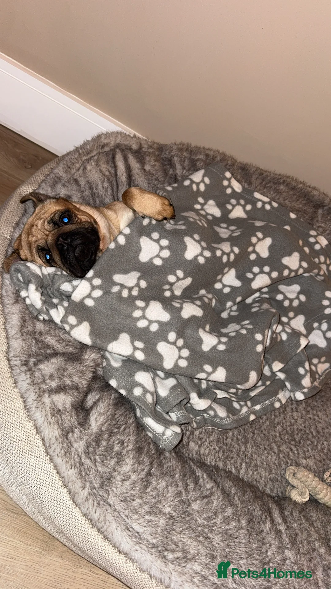 Pug dogs for stud: 🐾Handsome Pug Stud Available🐾 - Advert 2