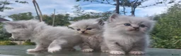 Siberian cats for sale: Exceptional TICA Pedigree Siberian kittens - Advert 3