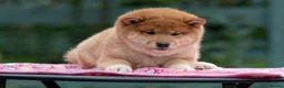 Japanese Shiba Inu dogs for sale: Last but Not Least Little Red Girl  ❤️ - Advert 5
