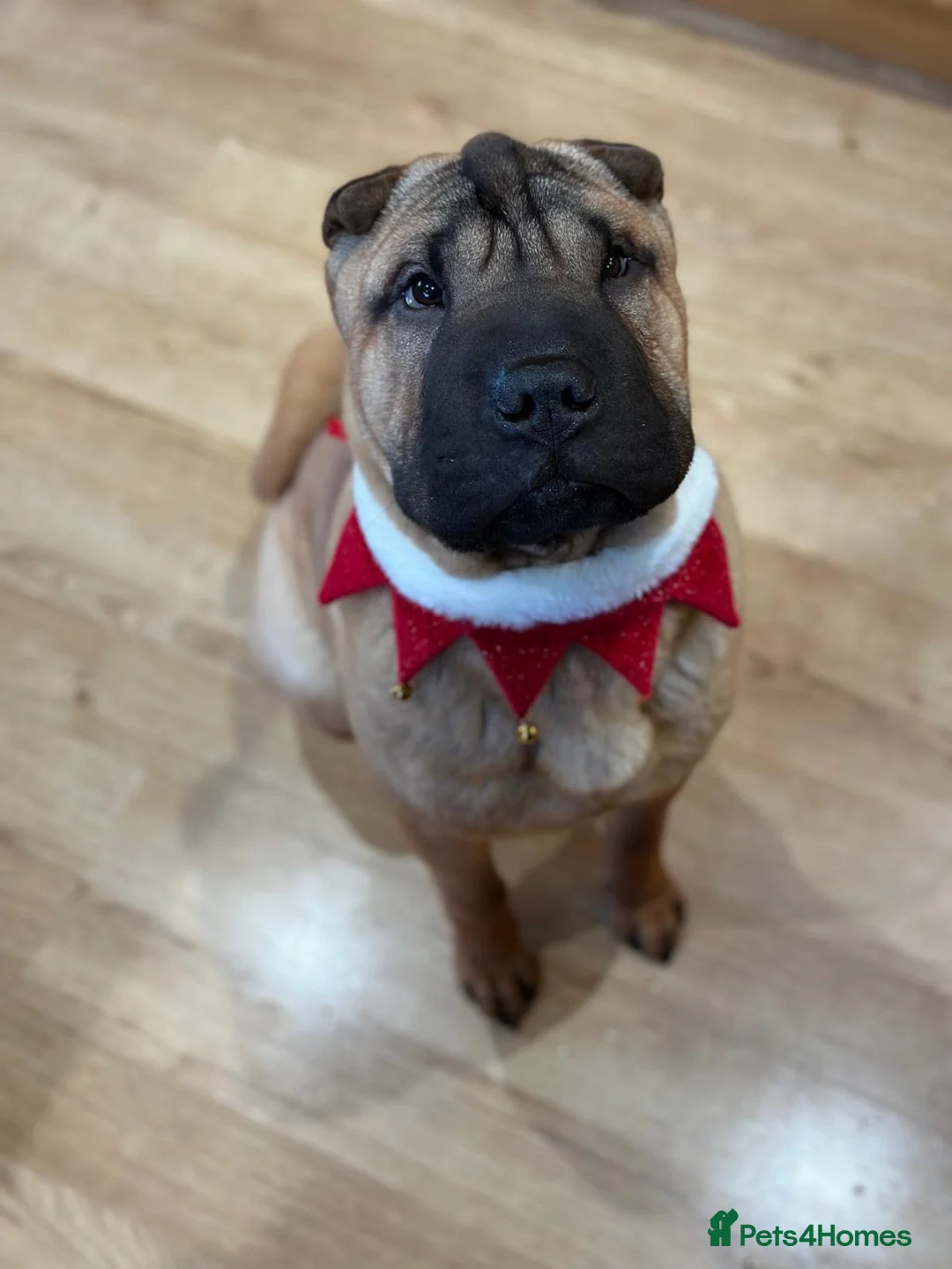Shar Pei dogs for stud: Champion Shar Pei Stud in Doncaster - Advert 15