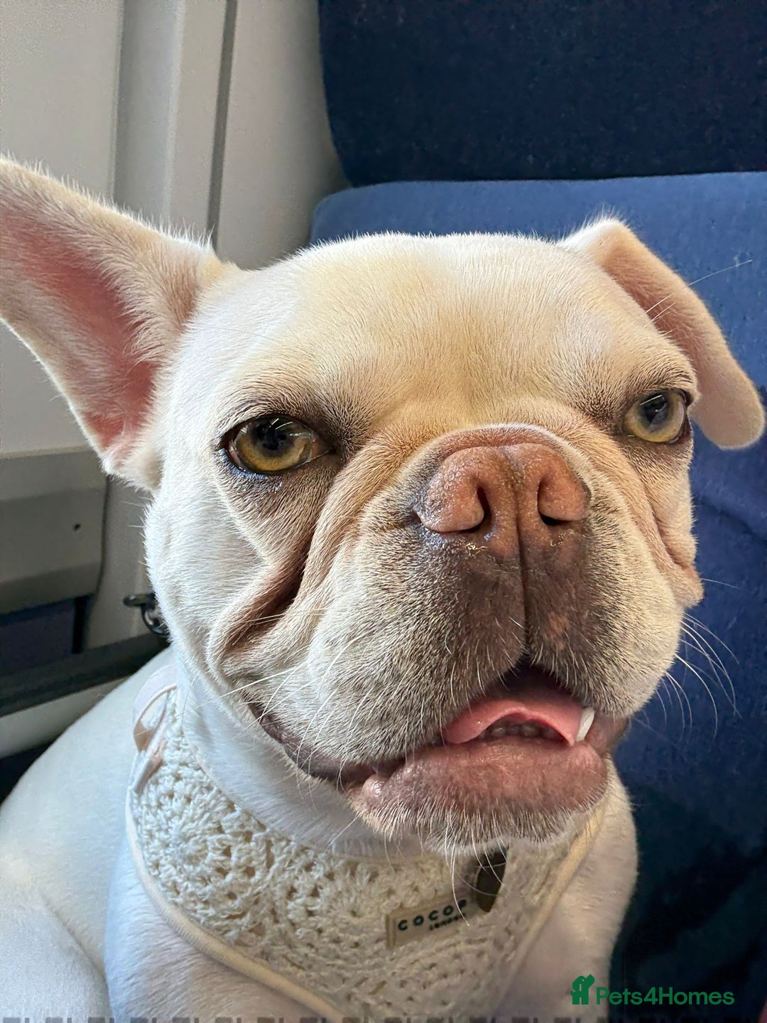French Bulldog dogs for sale: Frenchie for sale - Image 3