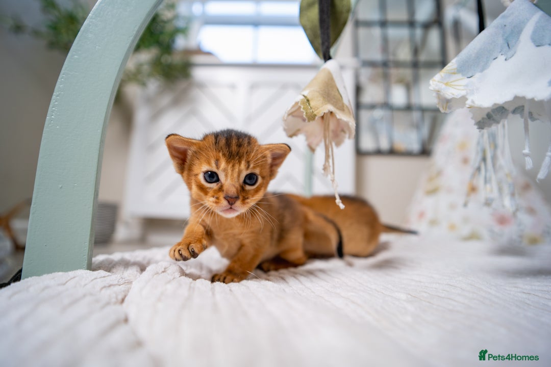 Abyssinian cats for sale: Champion Line Abyssinians- Rare Beauty- TICA reg. - Image 6