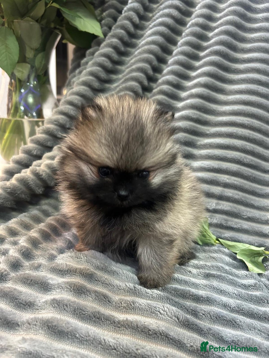 Pomeranian dogs for sale: Show quality tiny beautiful show stopper poms 💙🩷 - Advert 5