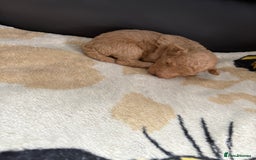 Poochon dogs for sale: Poochon puppies  - Image 4