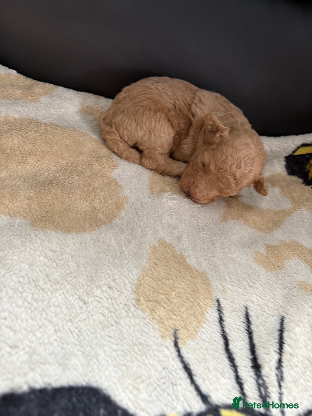 Poochon dogs for sale: Poochon puppies  - Image 4