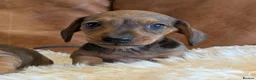 Miniature Dachshund dogs for sale: Beautiful Miniature Dachshund Puppies  - Advert 3