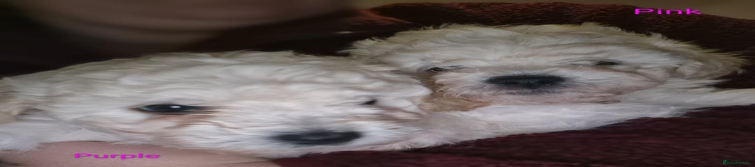 Mixed Breed Puppy 2 (purple) 