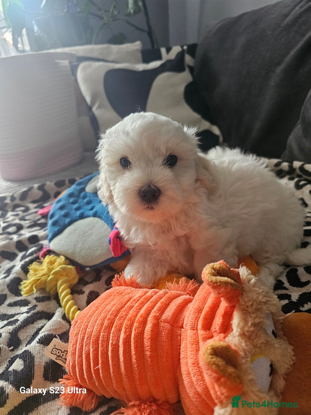 Maltese dogs for sale: Maltese ready to find their forever home now - Image 15