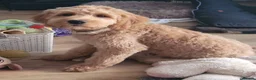 Goldendoodle dogs for sale: Goldendoodle female seeks fab new home - Advert 6