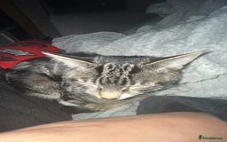 Domestic Shorthair cats for sale: Friendly 1-Year-Old Cat Looking for New Home - Image 3