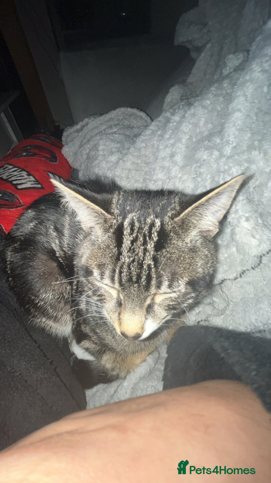 Domestic Shorthair cats for sale: Friendly 1-Year-Old Cat Looking for New Home - Image 3
