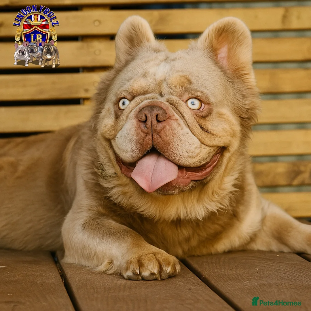 French Bulldog dogs for stud: MASKLESS NEW SHADE FULL FLUFFY CARRYING CREAM in Immingham - Advert 2
