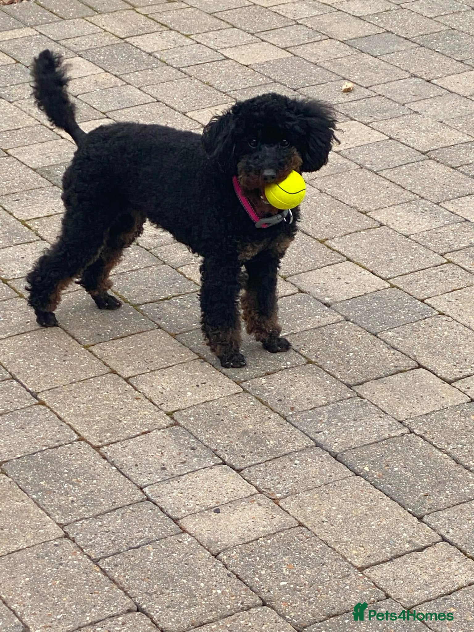 Mixed Breed dogs Beautiful toy x miniature poodles for sale 💙🩷💙 - Advert 1