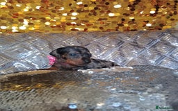 Miniature Dachshund dogs for sale: 7 MINIATURE DUSCHUND PUPPIES 🐶  - Image 18