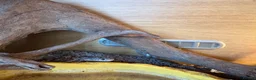 Corn Snake reptiles for sale: Gorgeous Cinder Corn Snake and full set up in Andover - Advert 15