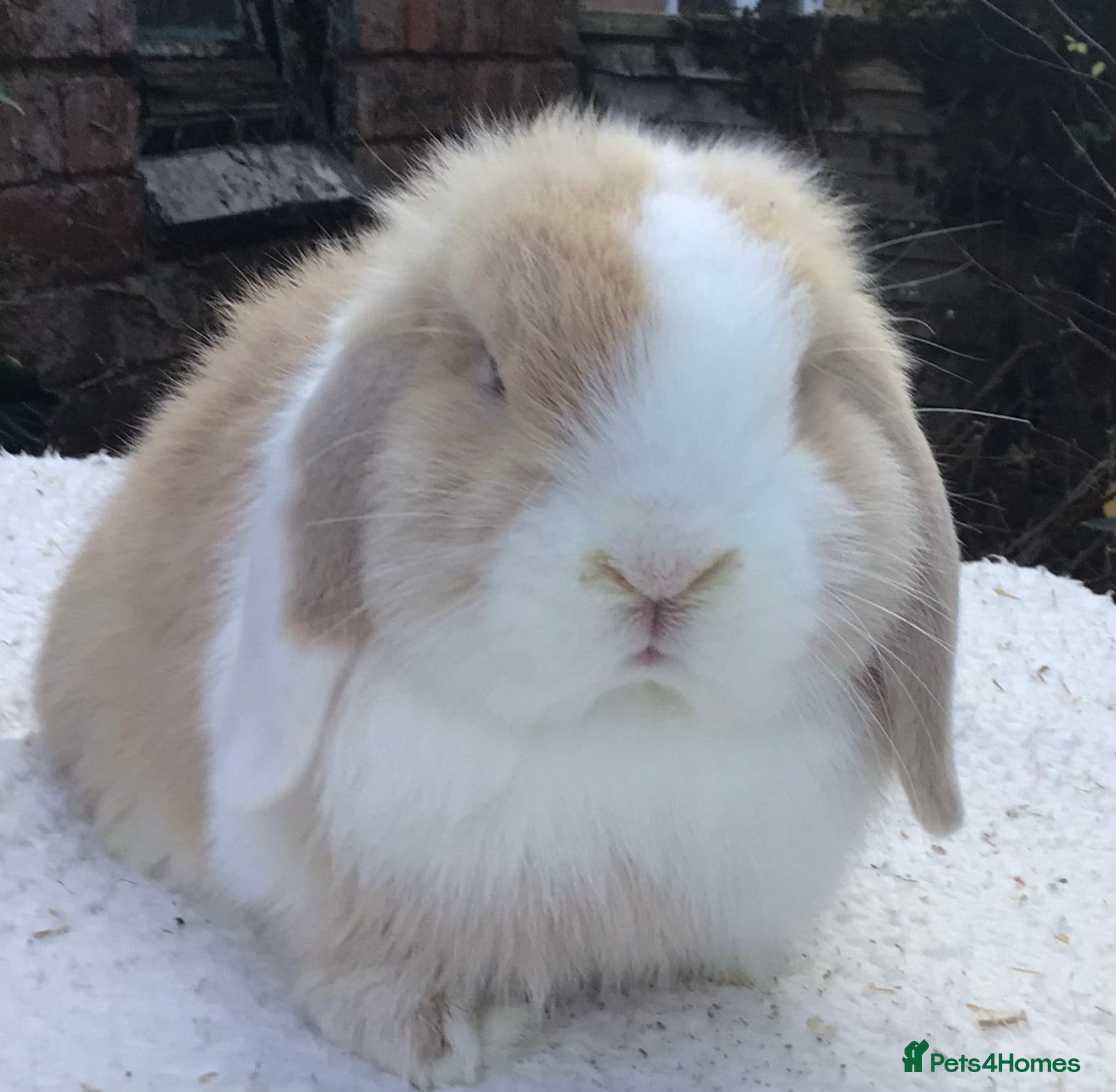 Mini Lop rabbits Mini lop buck - Advert 17