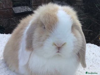 Mini Lop rabbits Mini lop buck - Advert 12