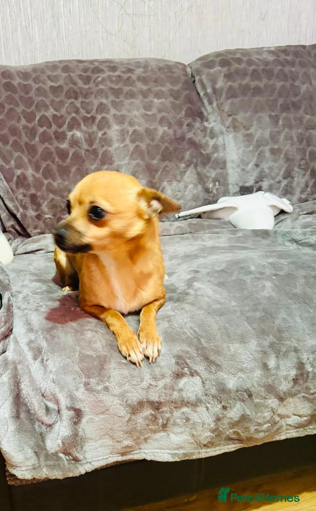 Chihuahua dogs for sale: Chihuahua female for sale - Advert 1