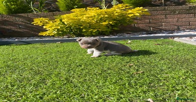Jack Russell dogs - Advert 9