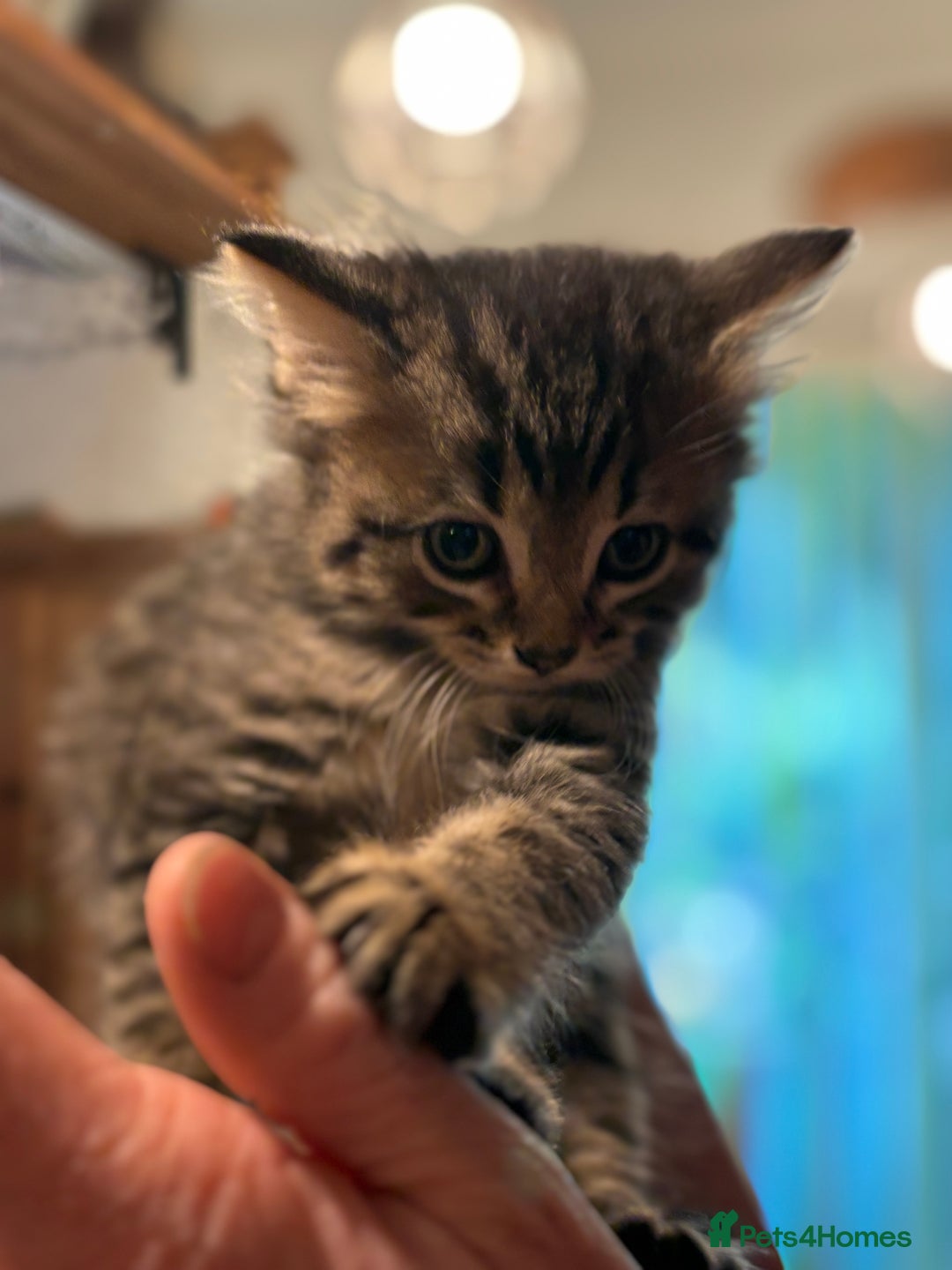 British Shorthair cats for sale: Friendly and beautiful kittens - ready now  - Image 18