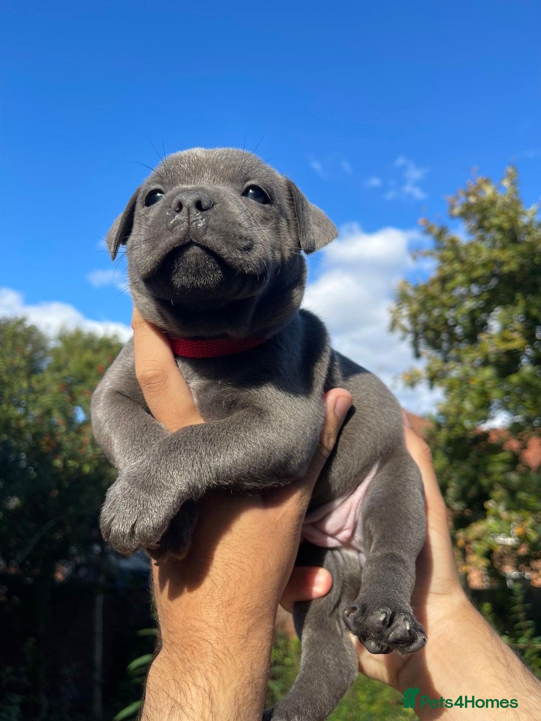 Staffordshire Bull Terrier dogs for sale: STUNNING CHAMPION BRED LITTER - Image 15