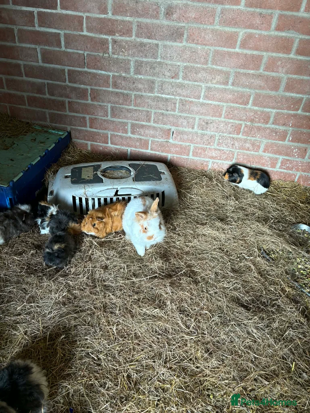 Mixed Breed rabbits for sale: £20 for 2.£15 each rabbit/ pigs , males only  - Advert 8