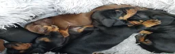 Dachshund dogs for sale: Beautiful short haired dachshund puppies for sale - Advert 6