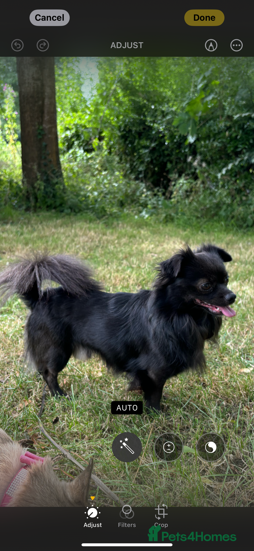 Chihuahua dogs for sale: Cheeky, naughty little chihuahua babies.  - Advert 9