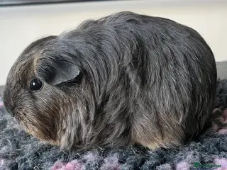 Guinea Pig rodents Guinea pigs for sale, female. - Advert 13