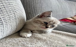 Ragdoll cats for sale: ONE BOY LEFT  Ragdoll cross kittens for sale  - Image 3