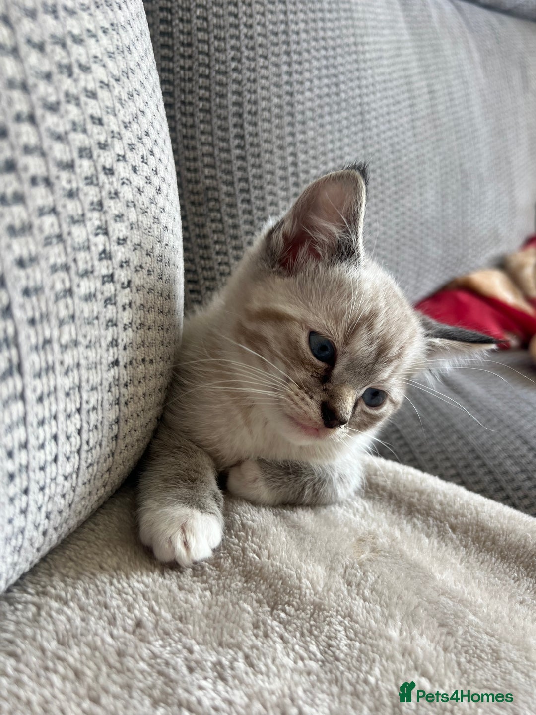 Ragdoll cats for sale: ONE BOY LEFT  Ragdoll cross kittens for sale  - Image 3