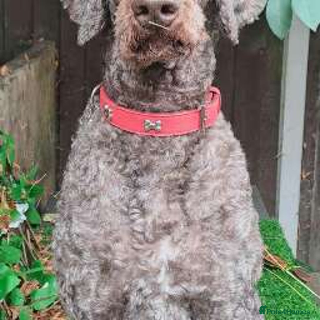Labradoodle dogs for sale: Curly Coated Hypo-Allergenic Labradoodle Puppies   - Image 7
