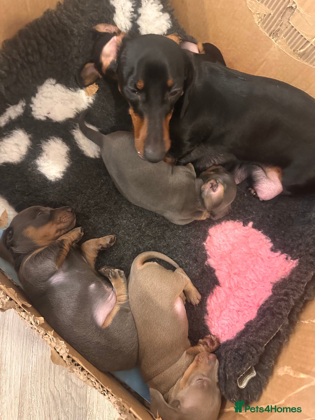 Miniature Dachshund dogs for sale: KC REGISTERED STUNNING MINATURE DACHSHUND PUPS❤️ - Advert 4