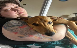 Lurcher dogs for sale: Loving 6Month Old Lurcher Puppy - Image 9