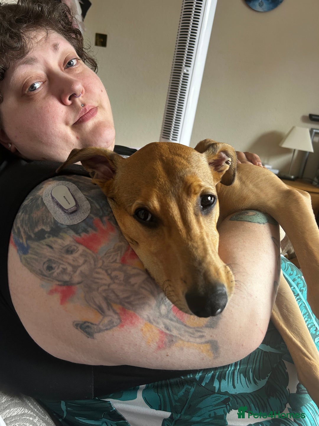 Lurcher dogs for sale: Loving 6Month Old Lurcher Puppy - Image 9