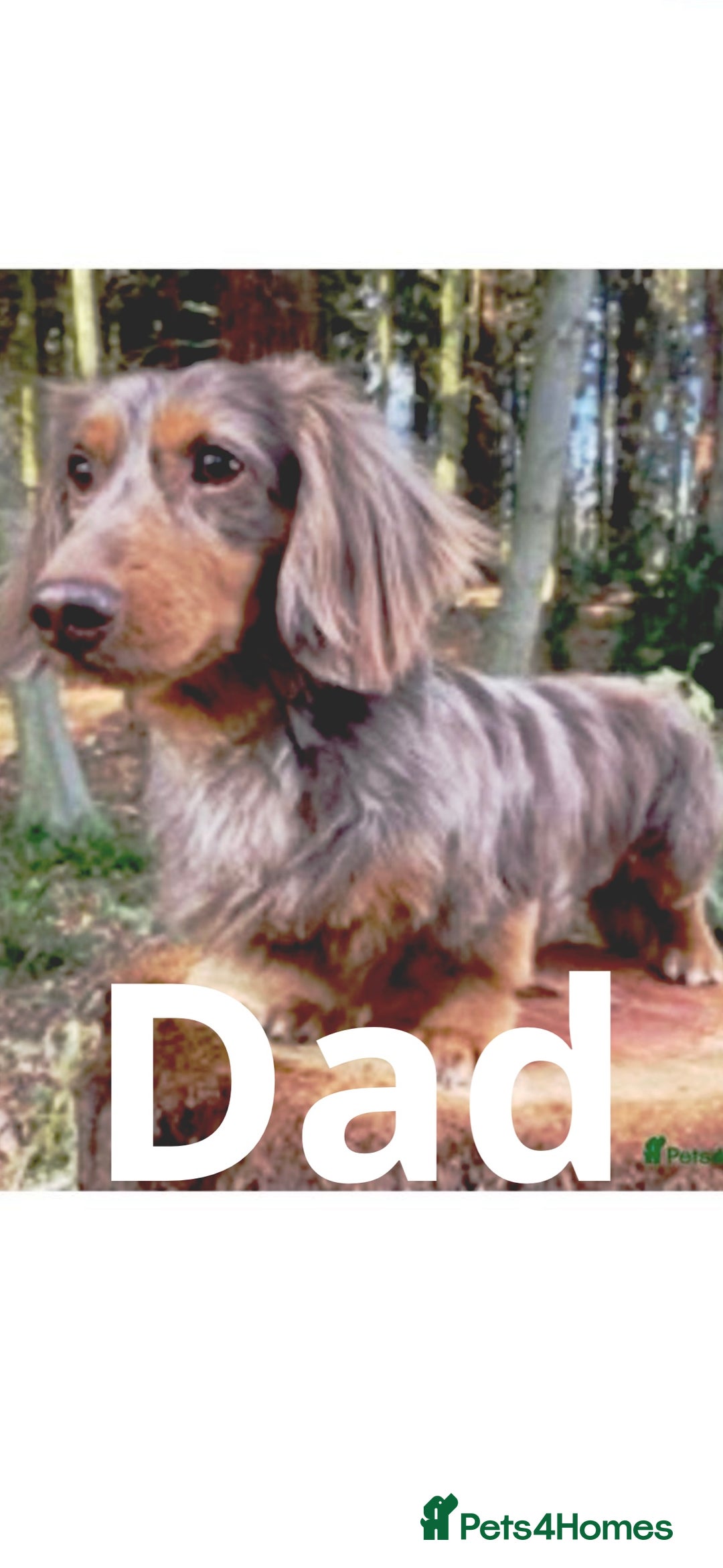 Miniature Dachshund dogs for sale: 2 gorgeous fluffy boys  - Image 12