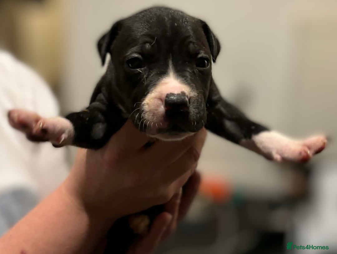 Mixed Breed dogs for sale: Bull cross staffy pups  - Advert 7