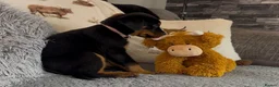 Rottweiler dogs for sale: Rottweiler Pups ready to leave  - Advert 10