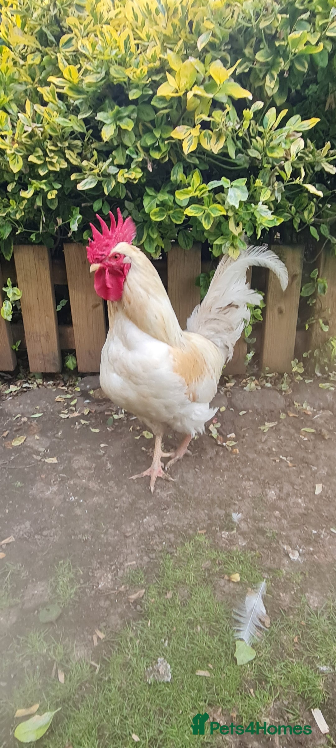 Chickens poultry for sale: COCKERELS £5 EACH - Image 2