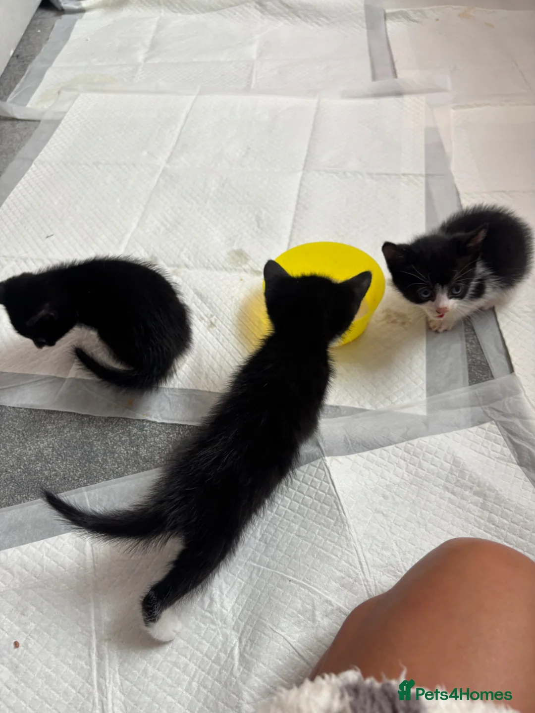 Mixed Breed cats for sale: 5 black and white kittens  in Leeds - Advert 14