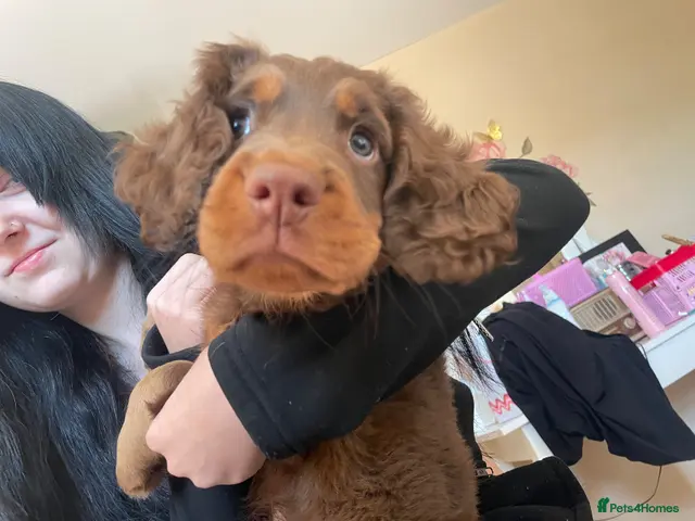 Cocker Spaniel dogs for sale: Tri working cocker spaniel girl - Advert 1