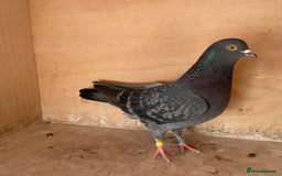 Pigeons birds for sale: Lovely Roller Pigeons For Sale  - Image 3