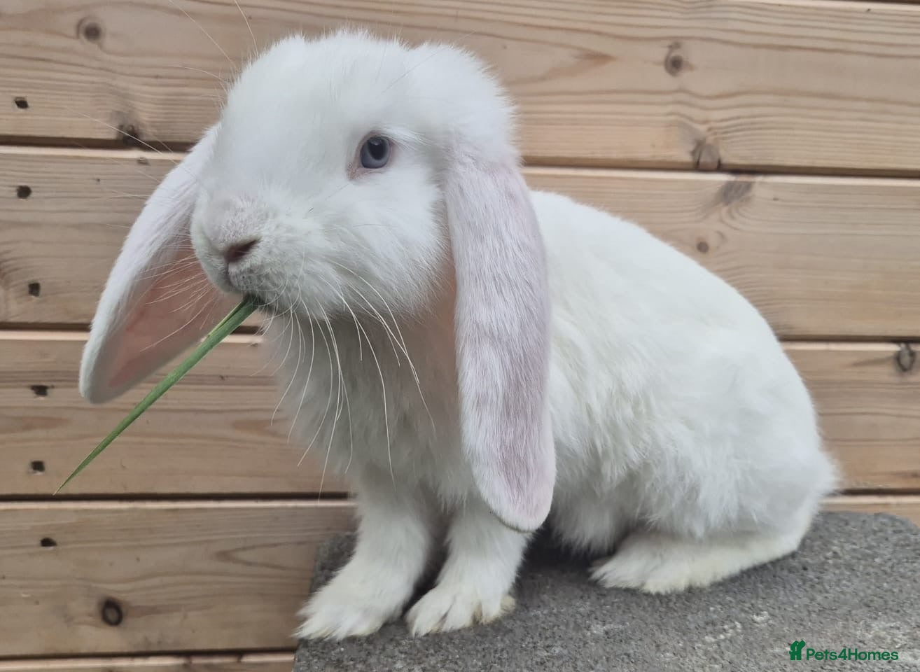 French Lop rabbits 3 left Frenchlop bucks available 10 weeks old  - Advert 1