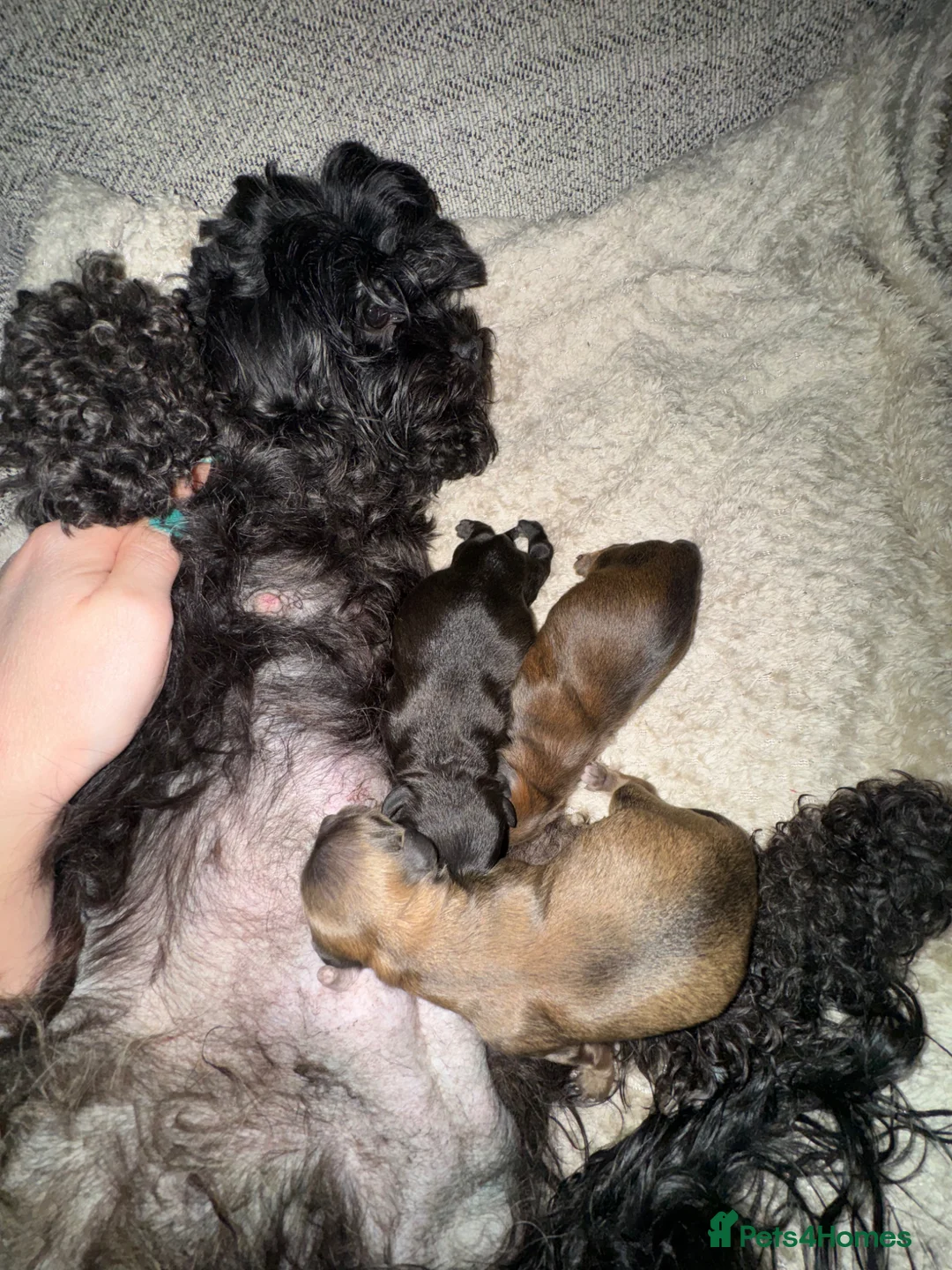 Shihpoo dogs for sale: Shihpoo female - Advert 2