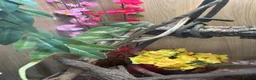 Chameleon reptiles for sale: Chameleon and full set up in Salisbury - Advert 6